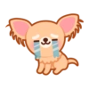 Gizmo Chihuahua 14