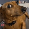 Dogs do aspas 22
