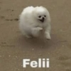 Felii