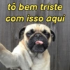 Pets, memes e reações 🐶 13