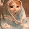 Kucing lucu 5