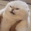 GATOS CRINGE 😵🥵 16
