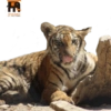 Habitantes del zoo 14