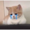 кошки лечат депрессию 10