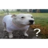 Dogs do aspas 11