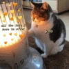 Cats hearts 14