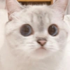 🐱 Gatito Blanco 🐱 12