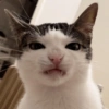 Monkeycatluna 29