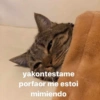 Gatitos Memes😺✨💕2 8