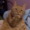 GATOS CRINGE 😵🥵 15