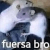 fuersa bro