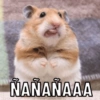 Hamster🐹🧡 6