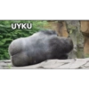 UYKU
asieko