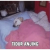TIDUR ANJING