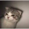 Funny cats meme 21