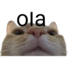 Cats random 6