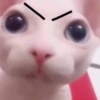 Gatos Cura depresión 😽💕 9