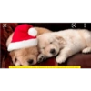 Gatos de navidad y de perros 6