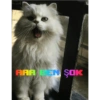 Cute cats 7