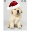 Gatos de navidad y de perros 14