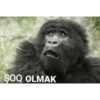 ŞOQ OLMAK