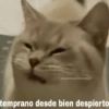 IG/egatitosyanimalitosuwu
temprano desde bien despierto