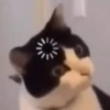 Funny cats meme 10