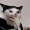 Kucing lucu 9