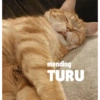 Kucing oyen 5