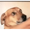 Dogs do aspas 18