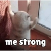 Meong yg ramah 22