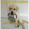 minha ração acabou
deixa eu comer você?