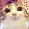 Cats hearts 8