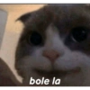 Kucing lucu 10