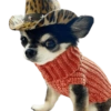 Chihuahuas Tiernos 🥰 5