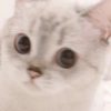 🐱 Gatito Blanco 🐱 9