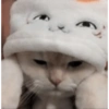 Funny cats meme 18