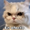 ✨Gatitos con frases😺✨3 13