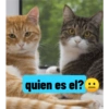 Gatito 8