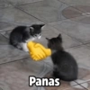 Payi
Panas