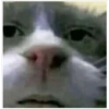 Cats random 9