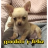 gordito y feliz