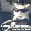 ✨Gatitos con frases😺✨1 7