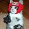 Cat World Domination 9