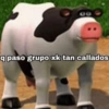 q paso grupo xk tan callados