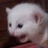 Funny cats meme 27