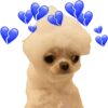 Chihuahuas Tiernos 🥰 13