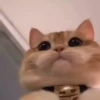Cats random 24
