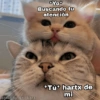 ✨Gatitos con frases😺✨1 5