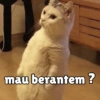 Meong yg ramah 12